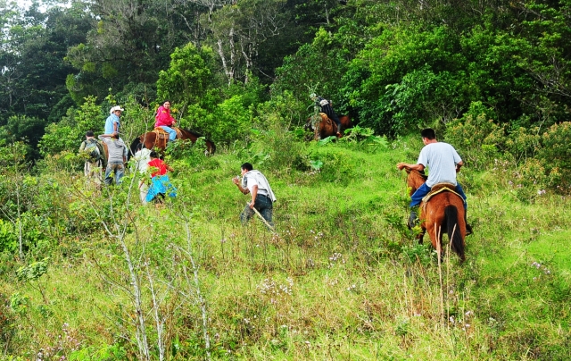 Paseos a caballo